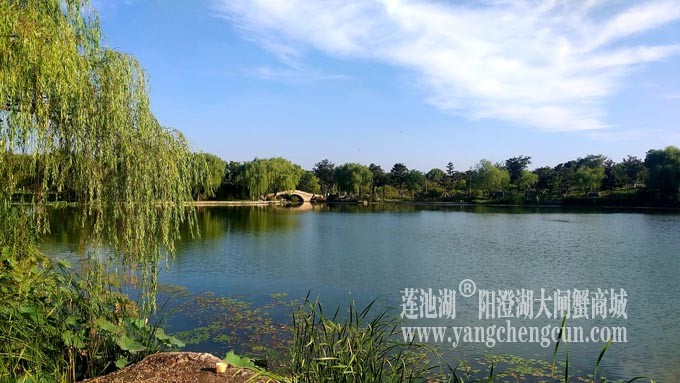莲池湖
