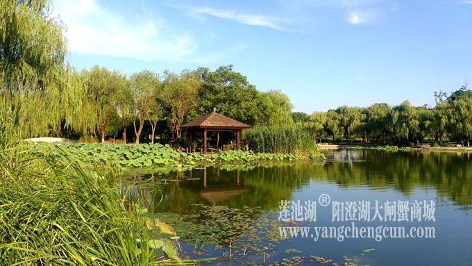 莲池湖