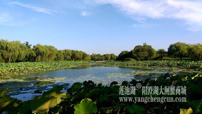 莲池湖