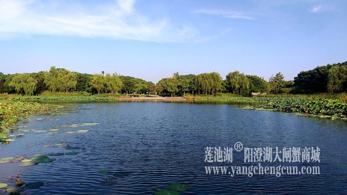 莲池湖