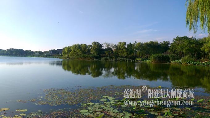 莲池湖