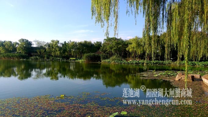 莲池湖