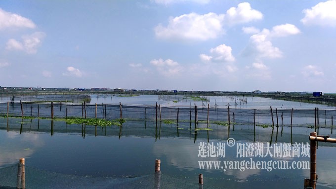 蓝天白云的日子(阳澄湖上)