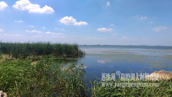 蓝天白云的日子(生态湿地)