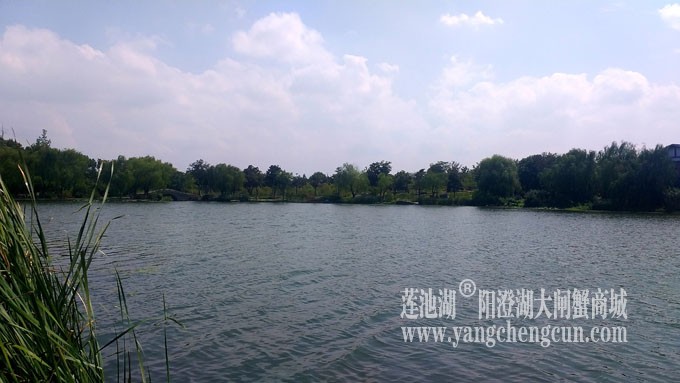 蓝天白云的日子(莲池湖)