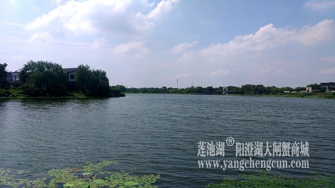 蓝天白云的日子(莲池湖)