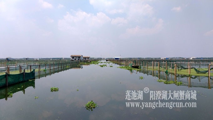 阳澄湖大闸蟹养殖基地的风景