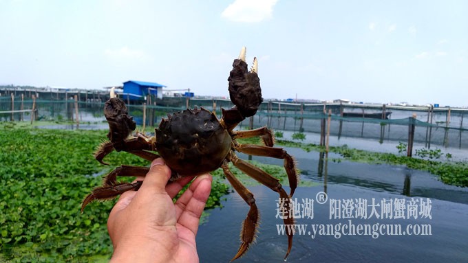 阳澄湖大闸蟹养殖基地的风景
