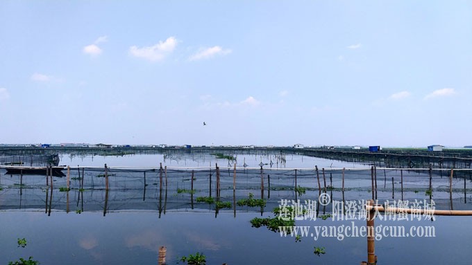 阳澄湖大闸蟹养殖基地的风景