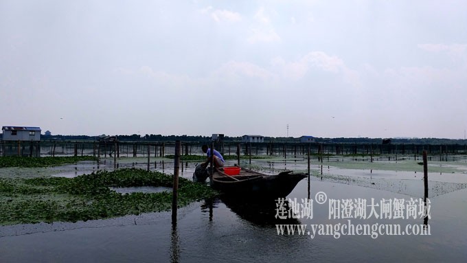 阳澄湖大闸蟹养殖基地的风景