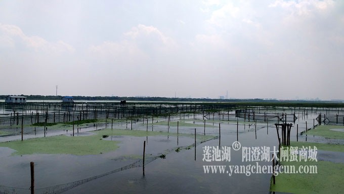 阳澄湖大闸蟹养殖基地的风景