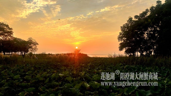 阳澄湖畔-又见夕阳红