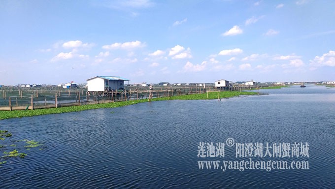 阳澄湖美，大闸蟹肥！