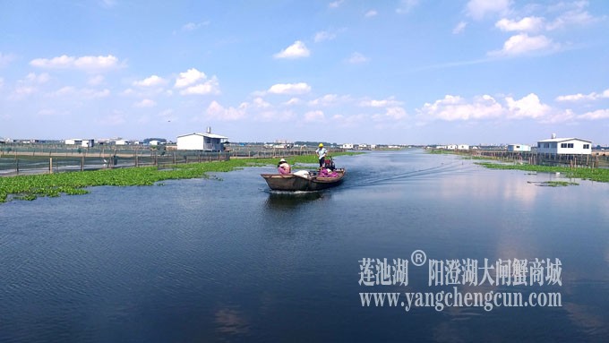 阳澄湖美，大闸蟹肥！