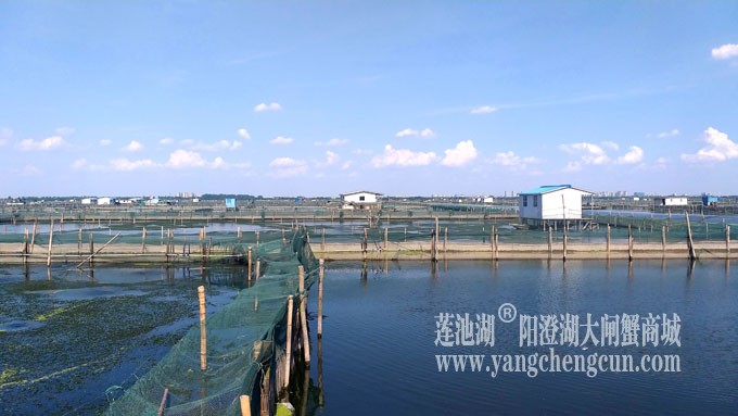 阳澄湖美，大闸蟹肥！
