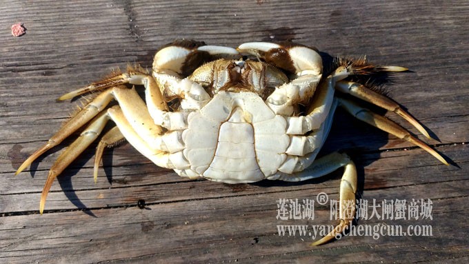 阳澄湖美，大闸蟹肥！