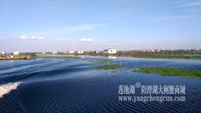 阳澄湖美，大闸蟹肥！