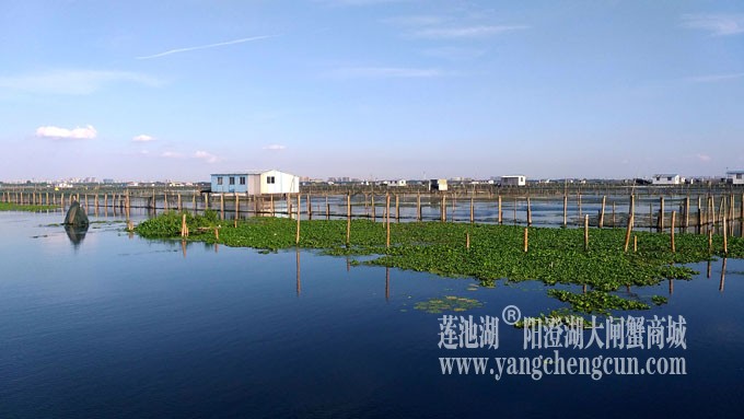 阳澄湖美，大闸蟹肥！