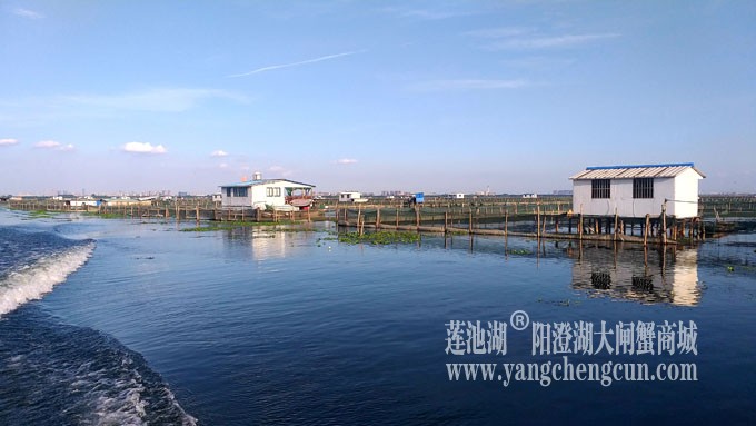 阳澄湖美，大闸蟹肥！