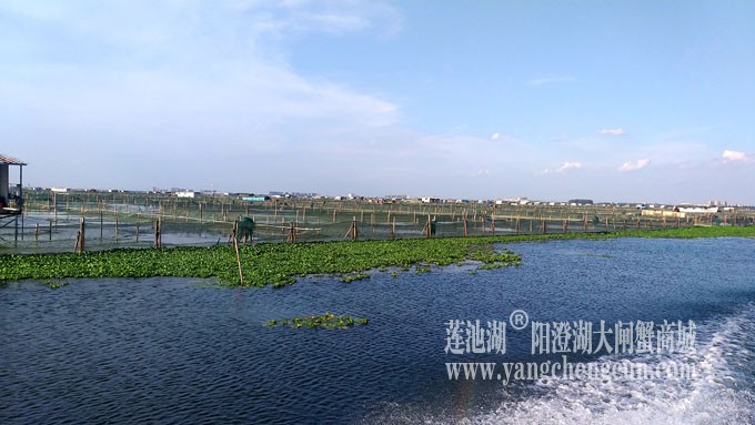 阳澄湖美，大闸蟹肥！