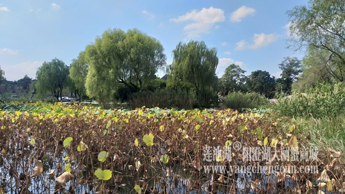 天凉好个秋——莲池秋色