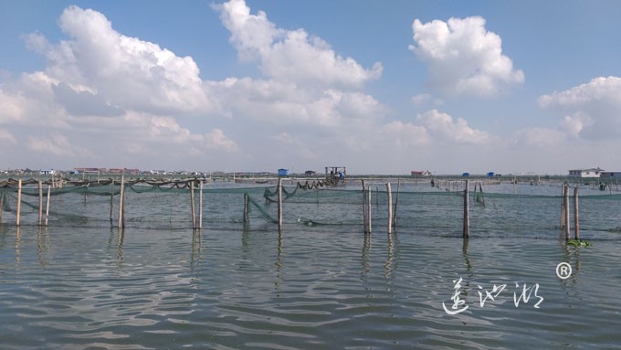 苏州阳澄湖大闸蟹养殖基地