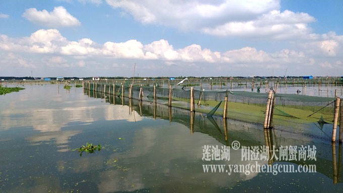 天凉好个秋——阳澄湖上