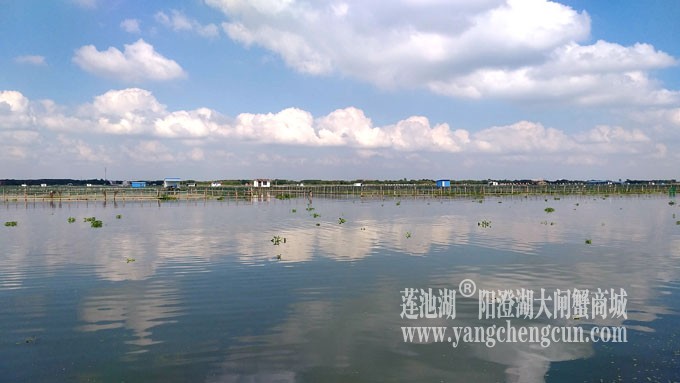 天凉好个秋——阳澄湖上