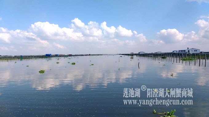 天凉好个秋——阳澄湖上