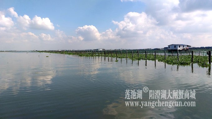 天凉好个秋——阳澄湖上