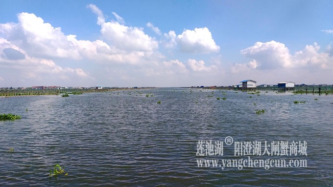 天凉好个秋——阳澄湖上