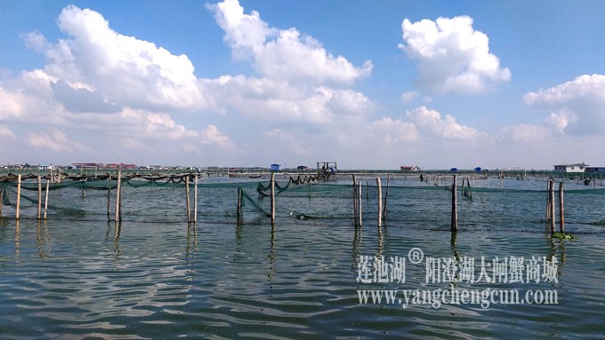 天凉好个秋——阳澄湖上