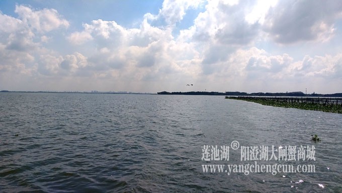 天凉好个秋——阳澄湖上