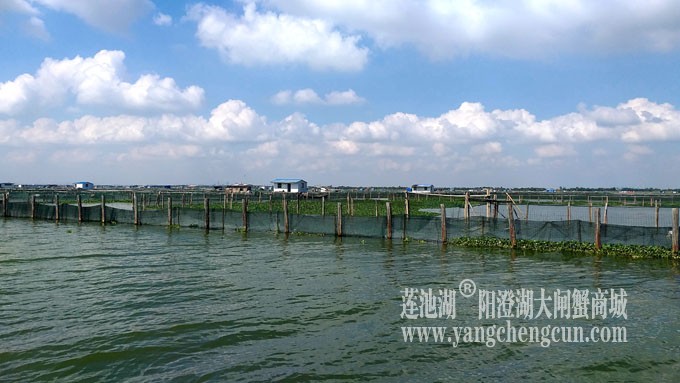 天凉好个秋——阳澄湖上