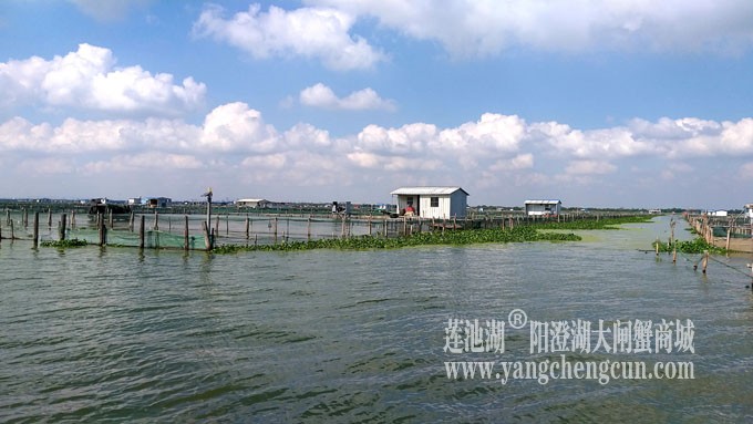 天凉好个秋——阳澄湖上