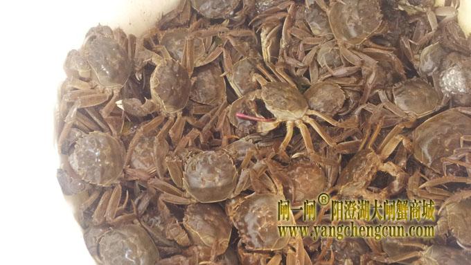 蟹苗
