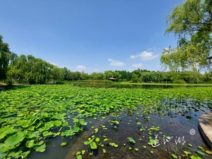 阳澄湖半岛莲池湖公园