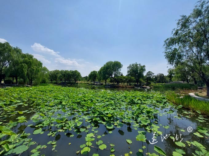 阳澄湖半岛莲池湖公园