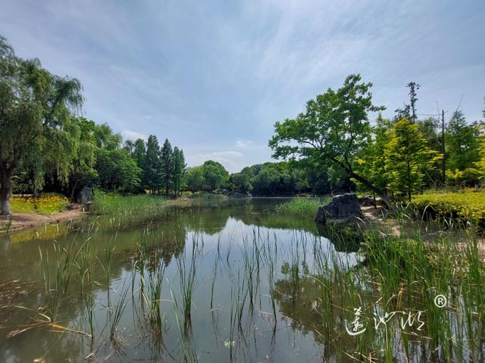 阳澄湖半岛仙樱花湖公园