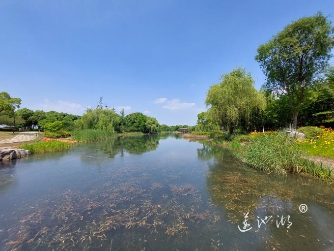 阳澄湖半岛仙樱花湖公园