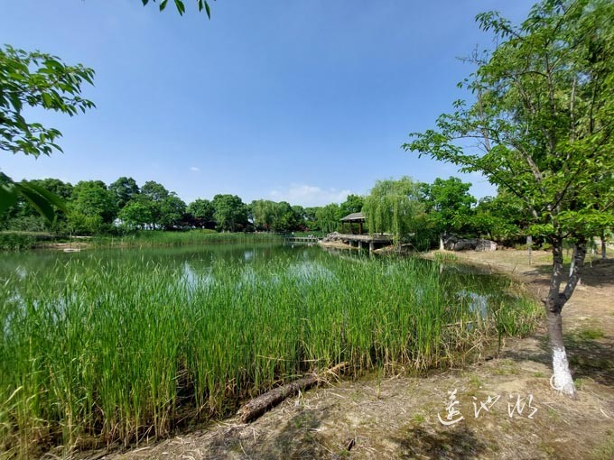 阳澄湖半岛仙樱花湖公园