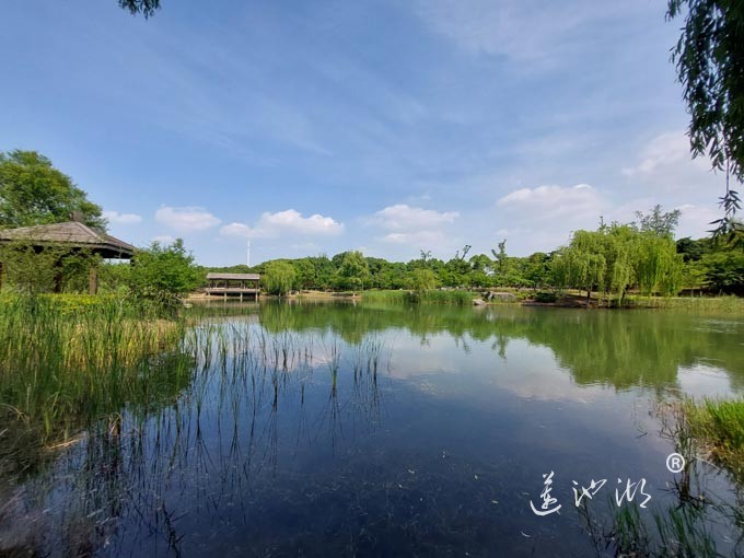 阳澄湖半岛仙樱花湖公园