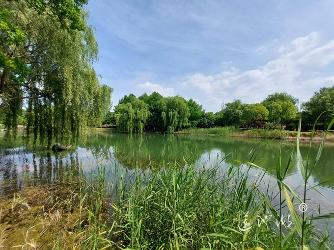 阳澄湖半岛仙樱花湖公园