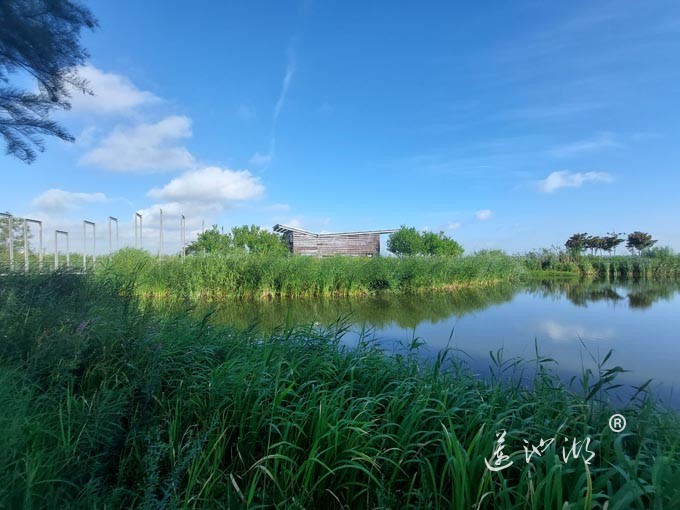 【阳澄湖畔】阳澄湖生态湿地的早晨