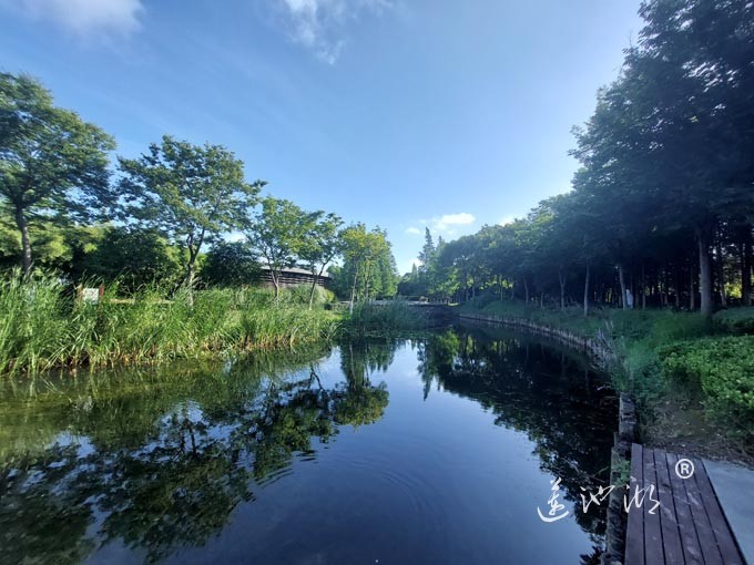 【阳澄湖畔】阳澄湖生态湿地的早晨