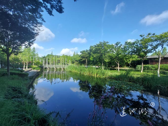 【阳澄湖畔】阳澄湖生态湿地的早晨