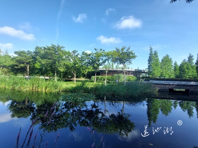 【阳澄湖畔】阳澄湖生态湿地的早晨