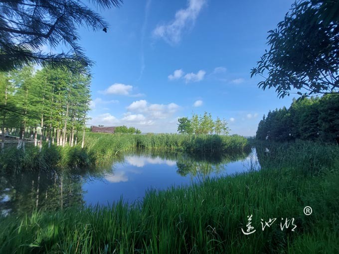 【阳澄湖畔】阳澄湖生态湿地的早晨