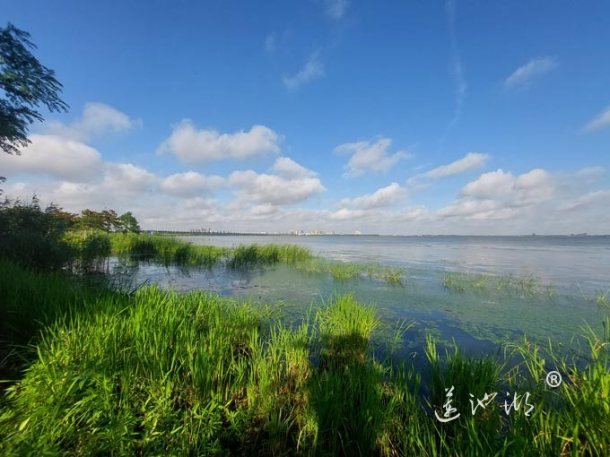 【阳澄湖畔】阳澄湖生态湿地的早晨