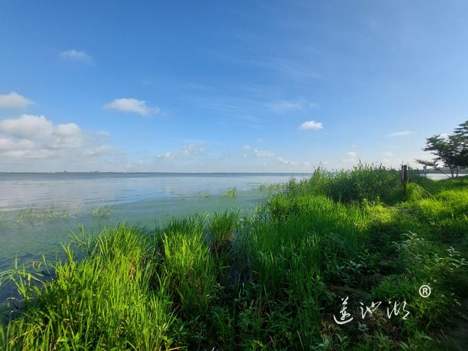 【阳澄湖畔】阳澄湖生态湿地的早晨